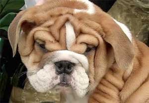 wrinkle dog