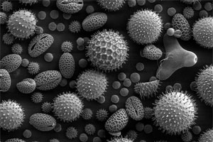 pollen in microscope